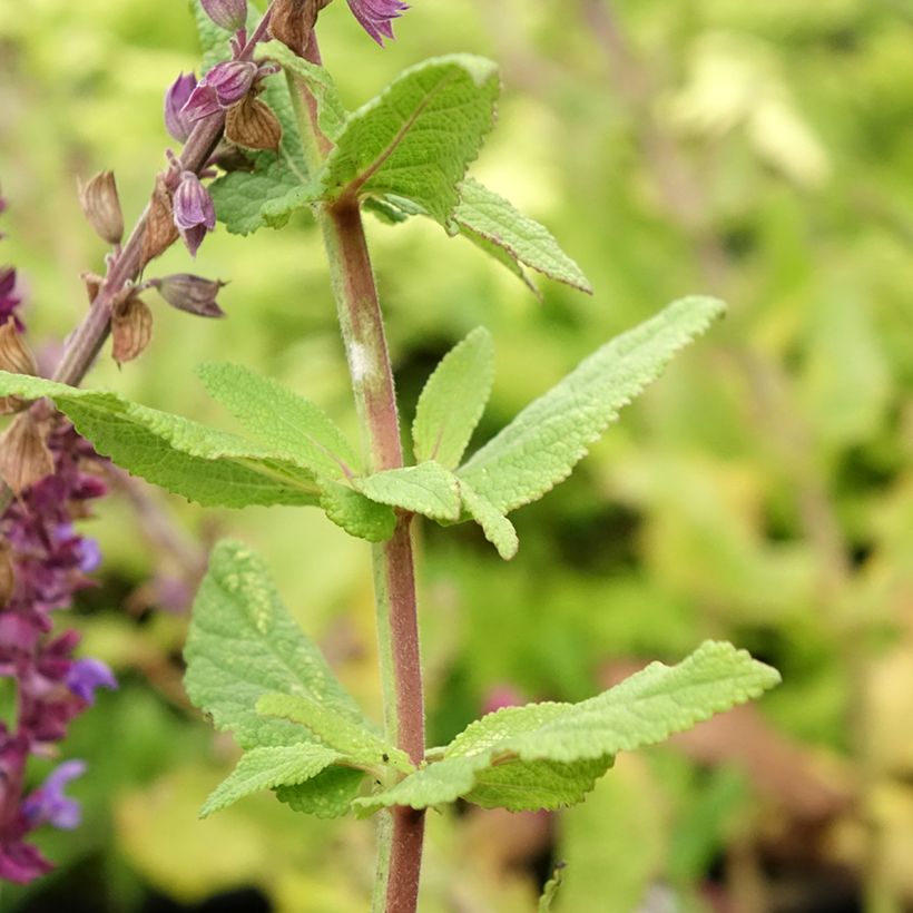 Salvia nemorosa Caradonna Compact (Fogliame)