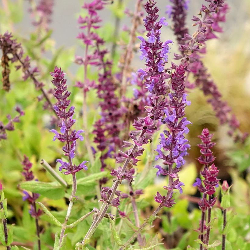 Salvia nemorosa Caradonna Compact (Fioritura)