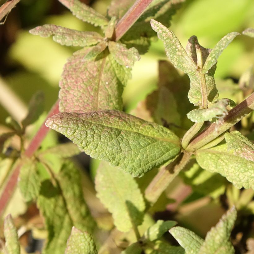 Salvia sylvestris Lyrical Rose (Fogliame)