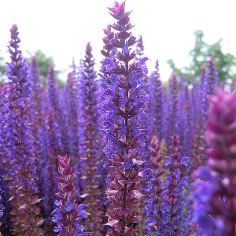 Salvia nemorosa Ostfriesland (Fioritura)