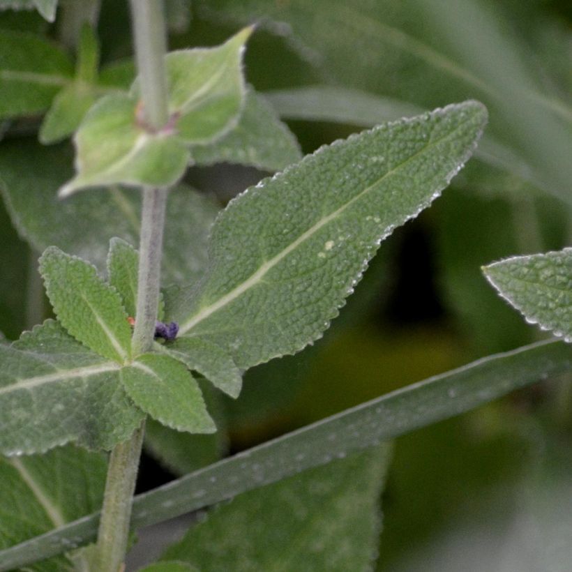 Salvia nemorosa Ostfriesland (Fogliame)