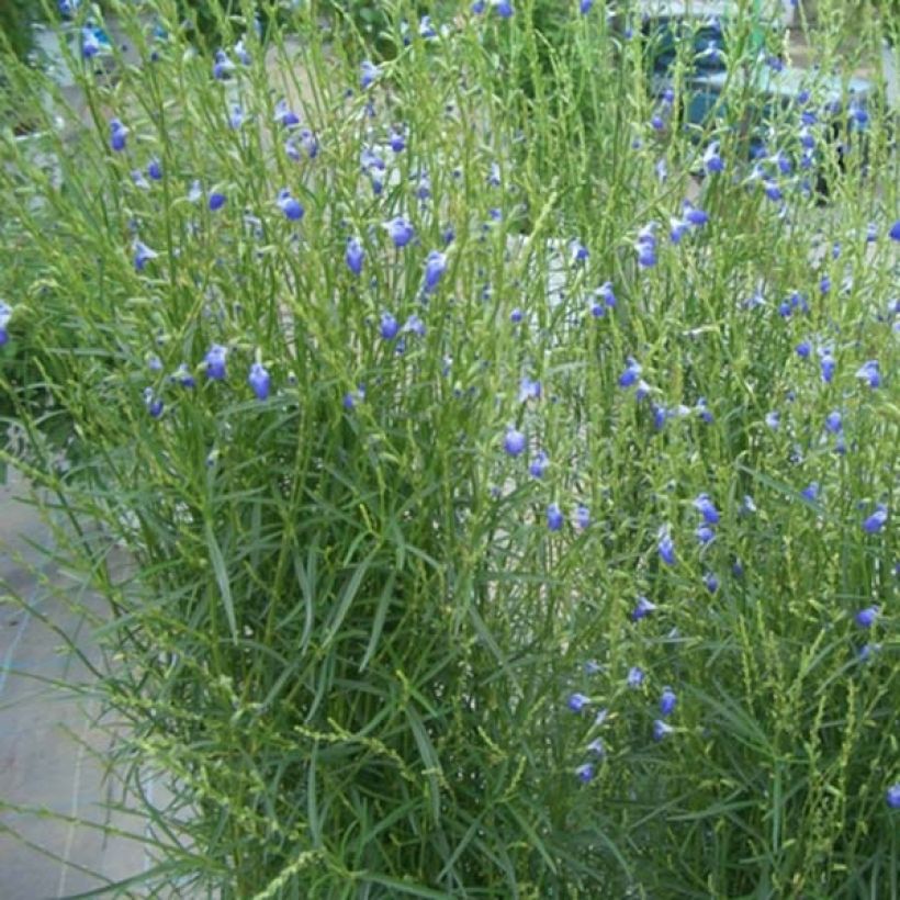 Salvia reptans West Texas form (Porto)