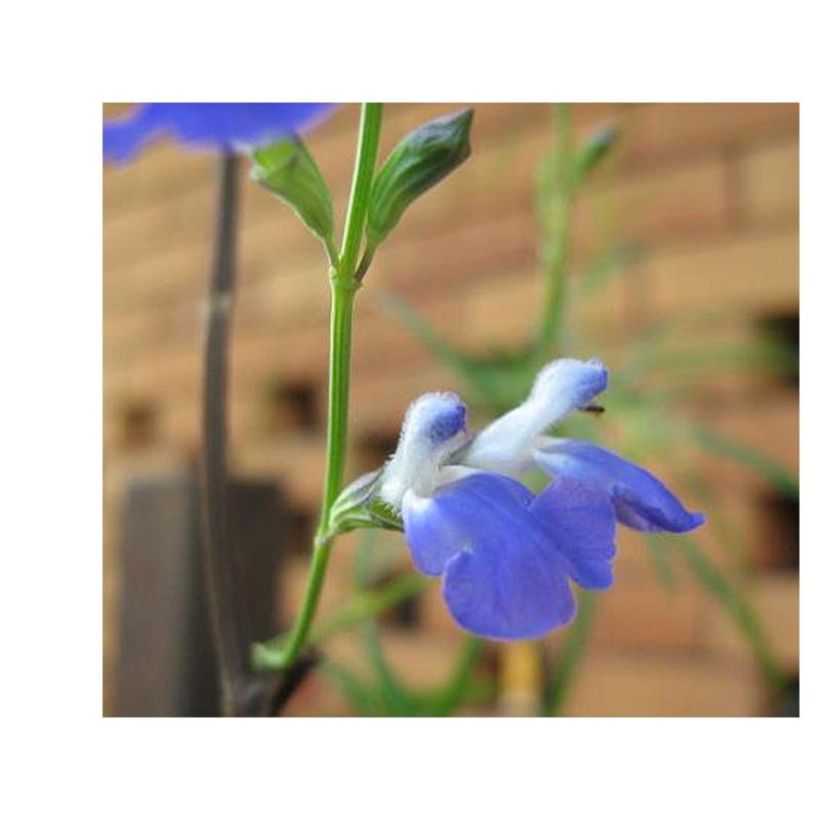 Salvia reptans West Texas form (Fioritura)