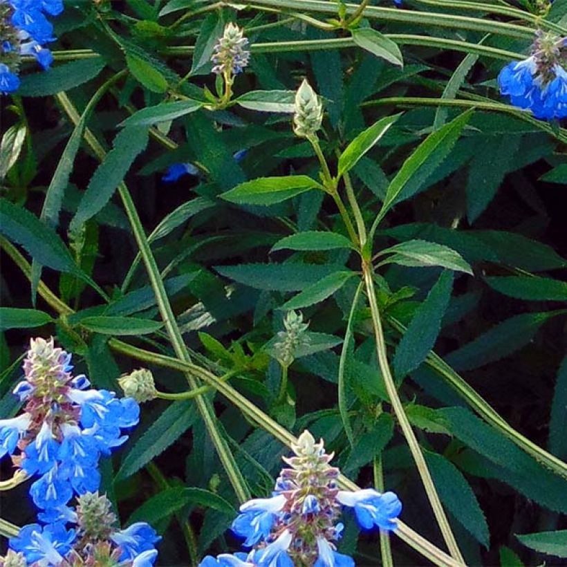 Salvia uliginosa African Skies - Salvia delle paludi (Fogliame)