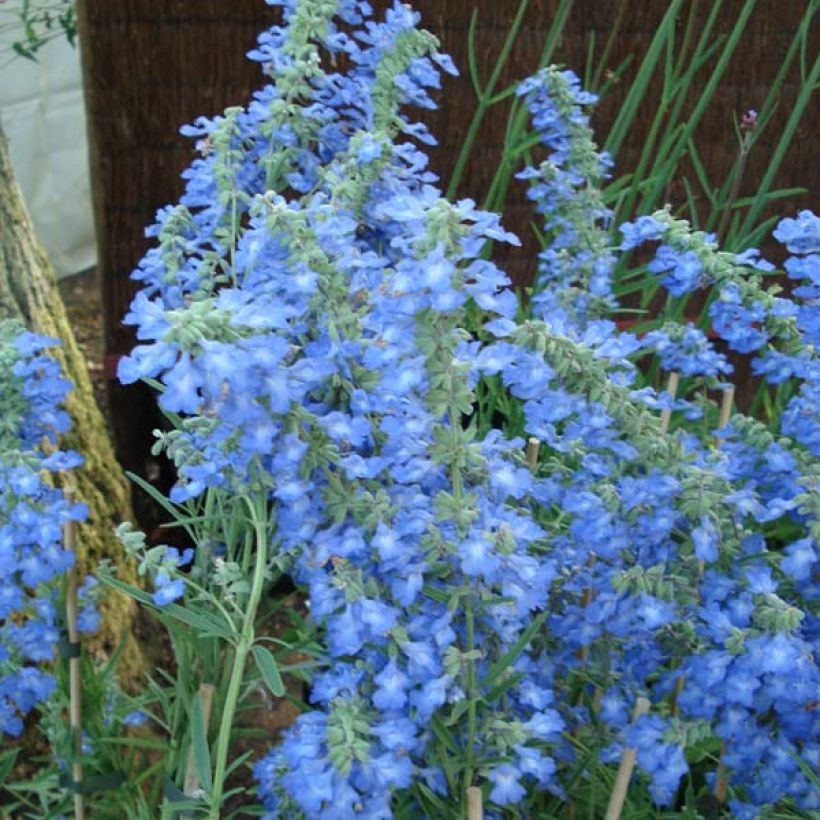 Salvia uliginosa African Skies - Salvia delle paludi (Fioritura)