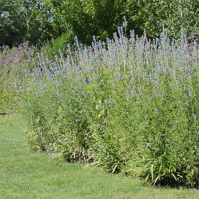 Salvia uliginosa African Skies - Salvia delle paludi (Porto)