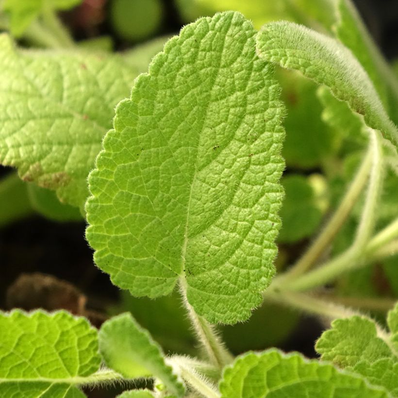 Salvia verticillata Hannay's Blue - Salvia spuria (Fogliame)