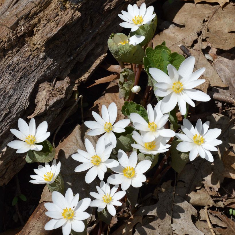 Sanguinaria canadensis (Porto)