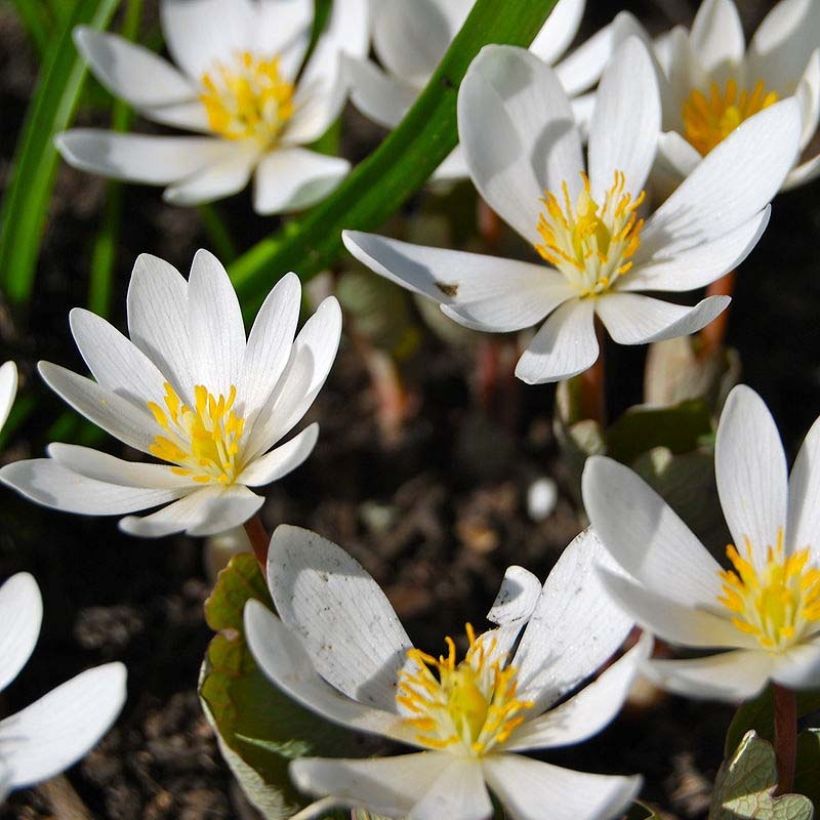 Sanguinaria canadensis (Fioritura)