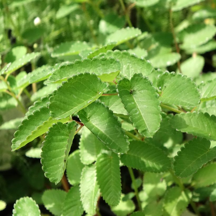 Sanguisorba hakusanensis Pink Brushes (Fogliame)