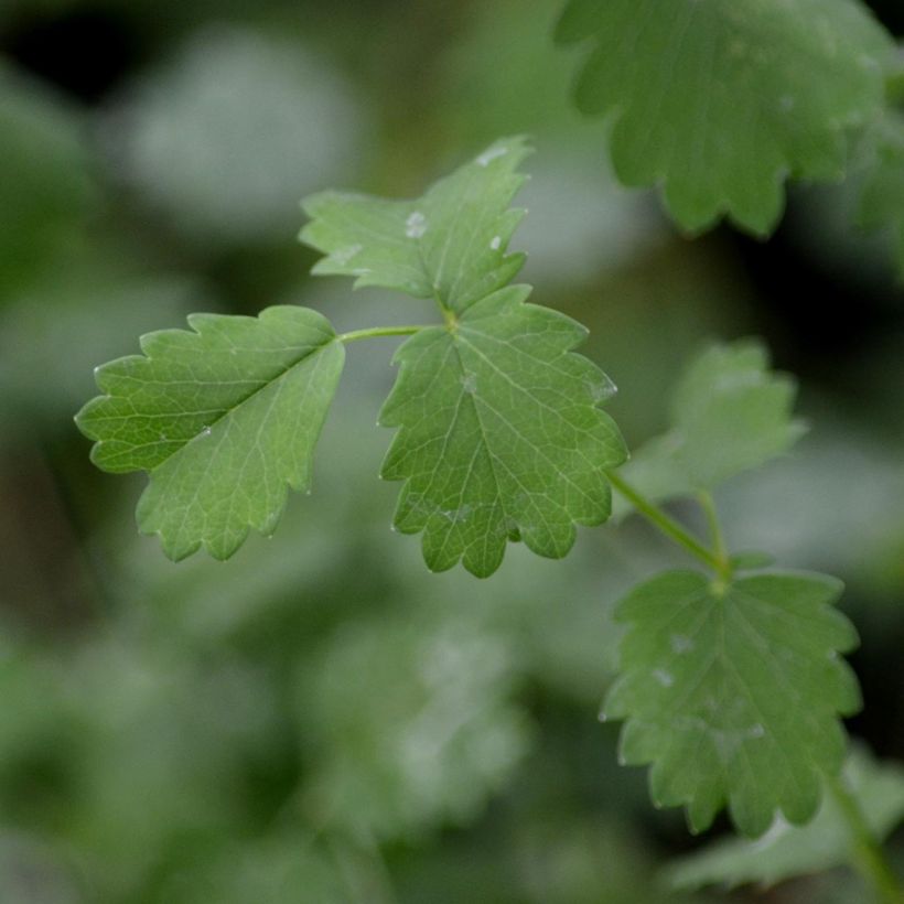 Sanguisorba minor - Pimpinella (Fogliame)