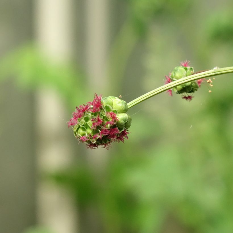 Sanguisorba minor - Pimpinella (Fioritura)