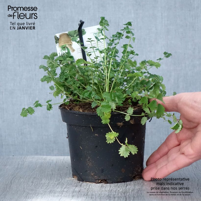 Sanguisorba minor - Petite Pimprenelle Pot de 1.5L/2L esemplare consegnato in inverno