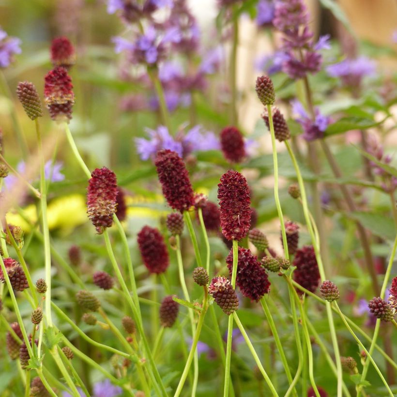 Sanguisorba officinalis Red Thunder - Salvastrella maggiore (Fioritura)