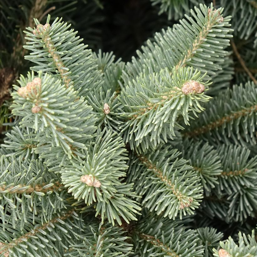 Abete delle rocce Compacta - Abies lasiocarpa var. arizonica (Fogliame)