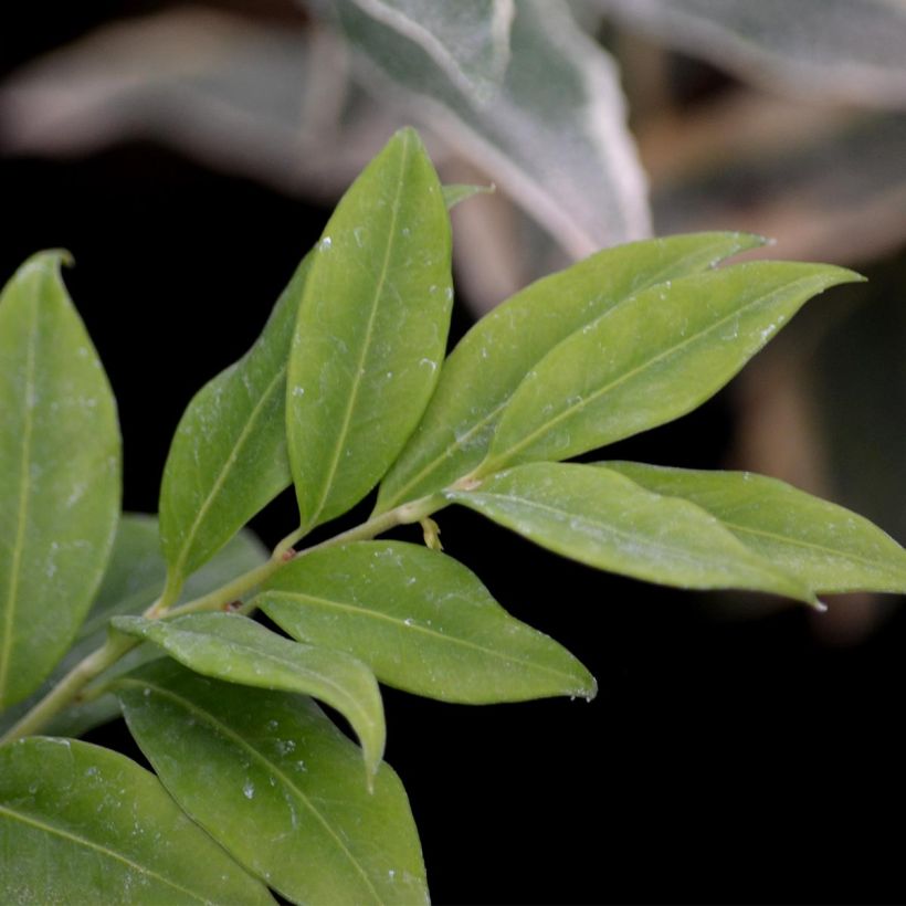 Sarcococca hookeriana (Fogliame)