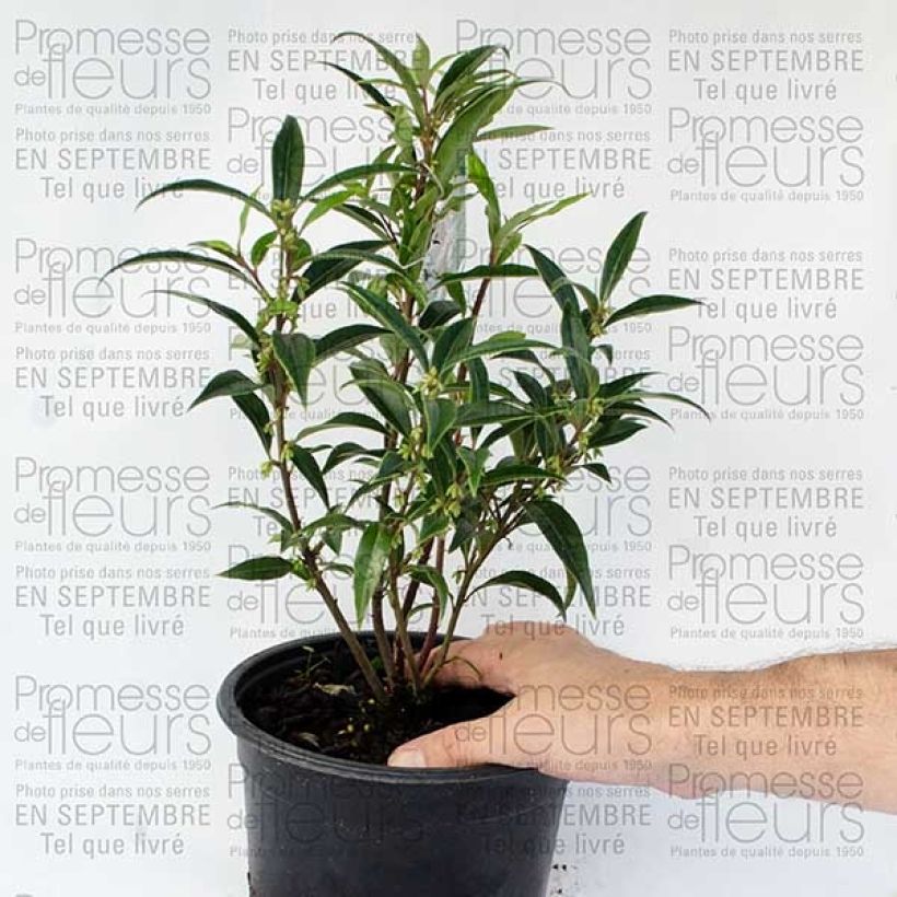 Esempio di esemplare Sarcococca hookeriana Digyna Pot de 2L/3L come consegnato