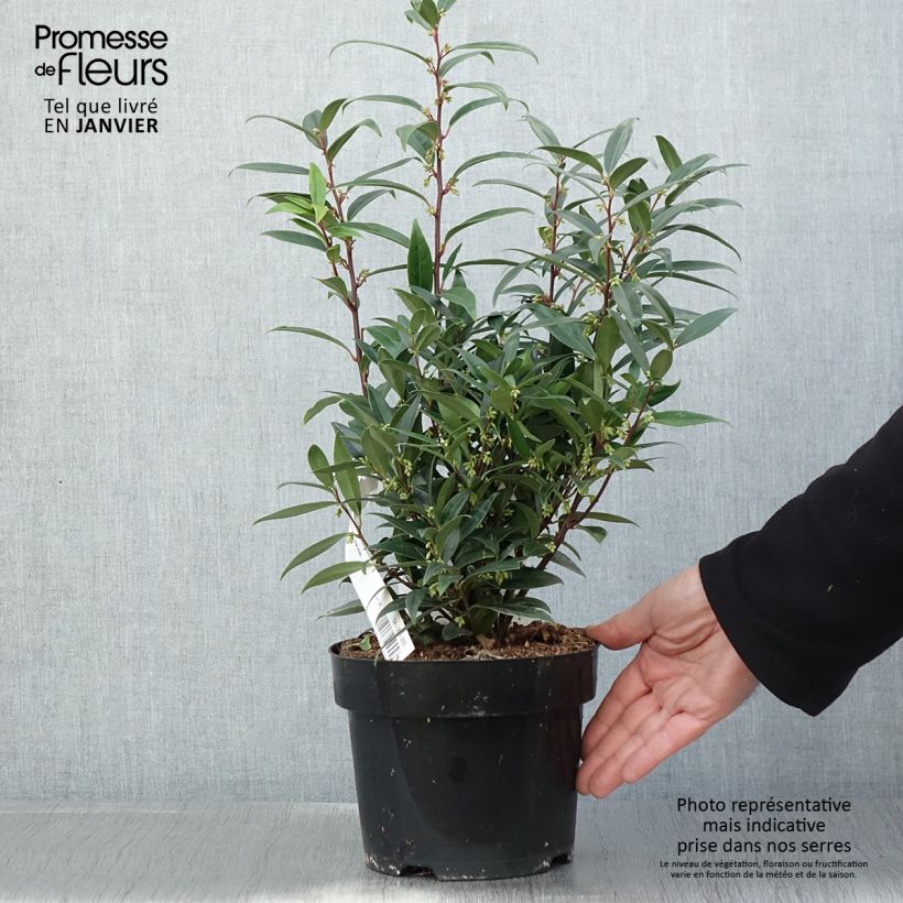 Sarcococca hookeriana Purple Gem Pot de 3L/4L esemplare consegnato in inverno