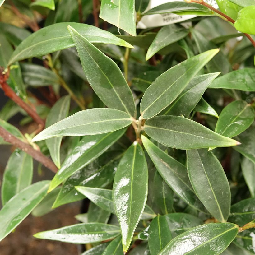 Sarcococca hookeriana var. digyna Purple Gem (Fogliame)