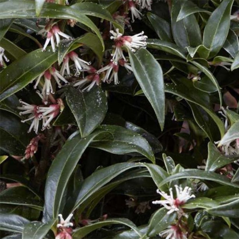 Sarcococca Winter Gem (Fogliame)