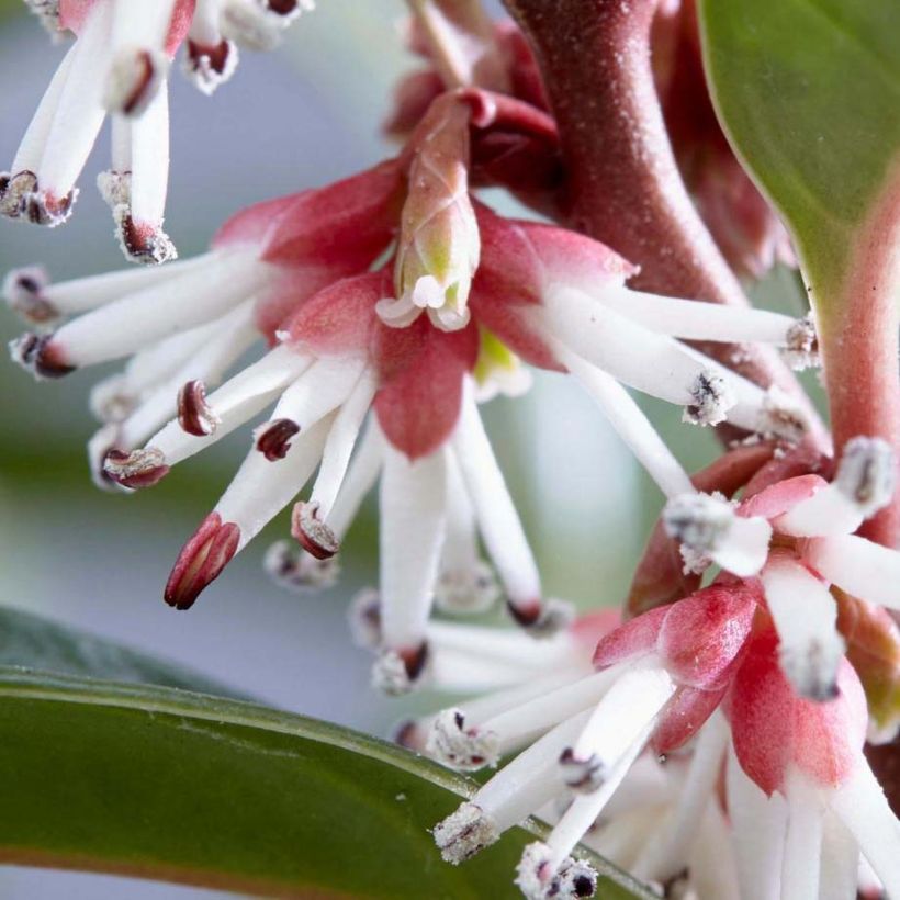 Sarcococca Winter Gem (Fioritura)