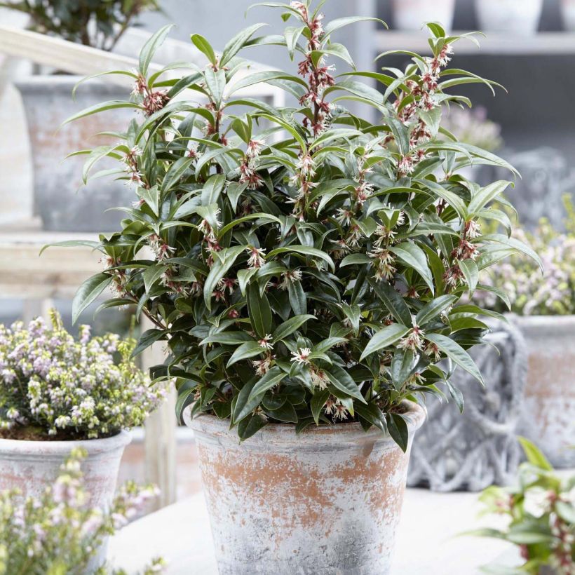 Sarcococca Winter Gem (Porto)