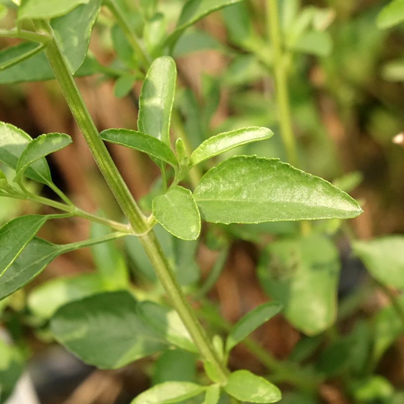 Salvia jamensis Belle de Loire - Salvia arbustiva (Fogliame)