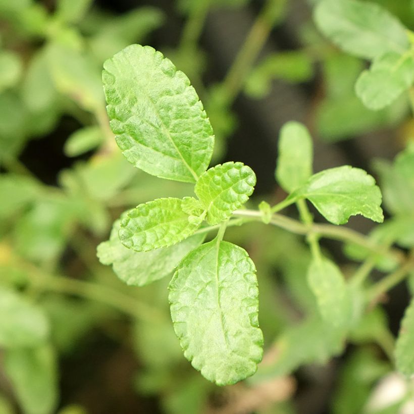 Salvia microphylla Gletsjer - Salvia arbustiva (Fogliame)