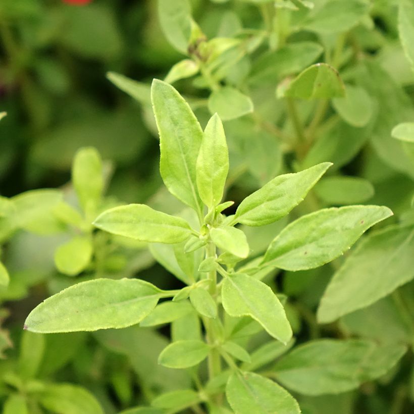 Salvia greggii Mirage Burgundy (Fogliame)