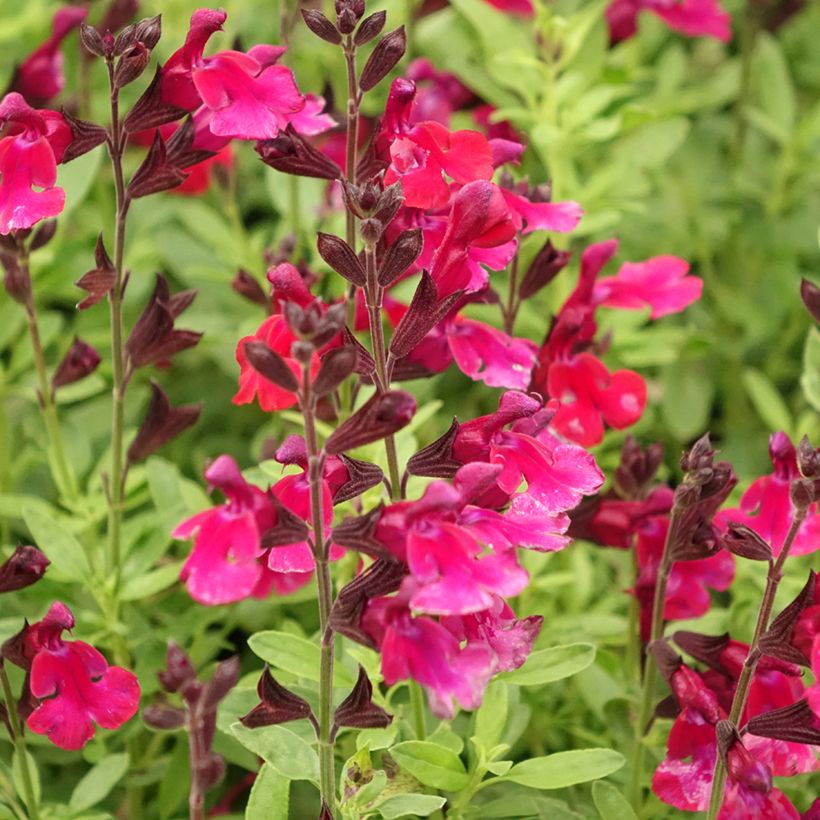 Salvia greggii Mirage Burgundy (Fioritura)