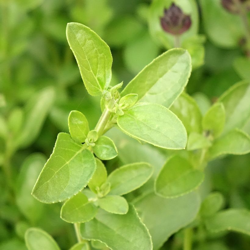 Salvia greggii Mirage Salmon (Fogliame)