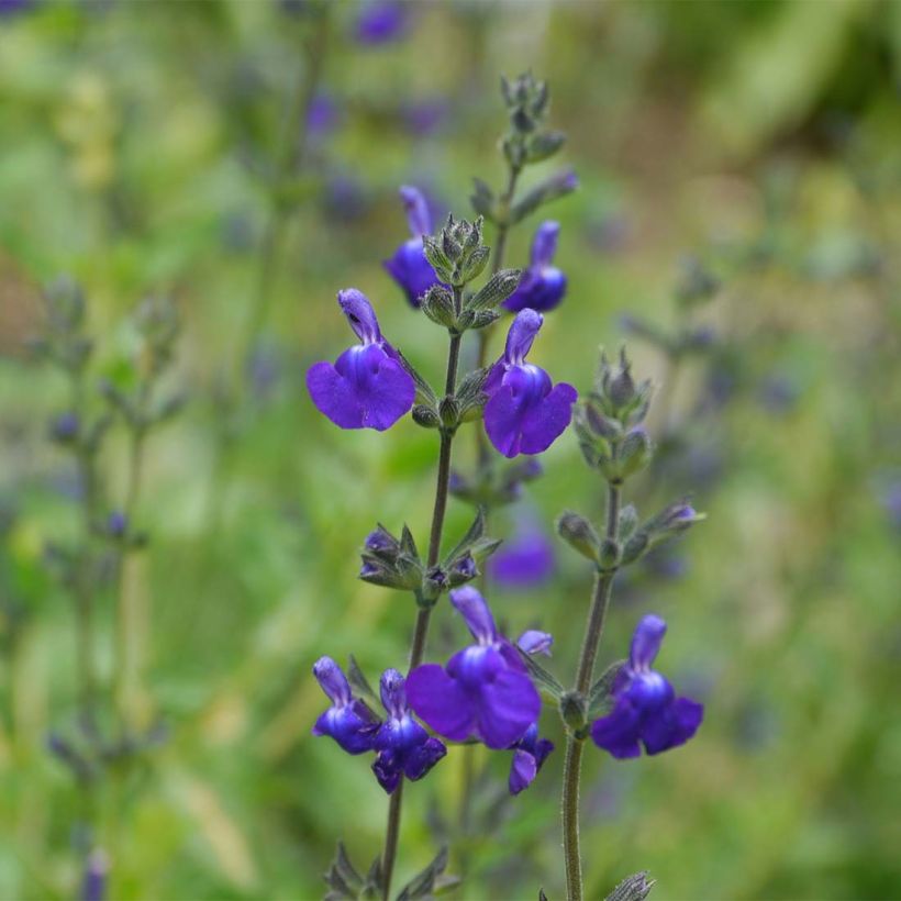 Salvia microphylla Victoria Blue - Salvia arbustiva (Fioritura)