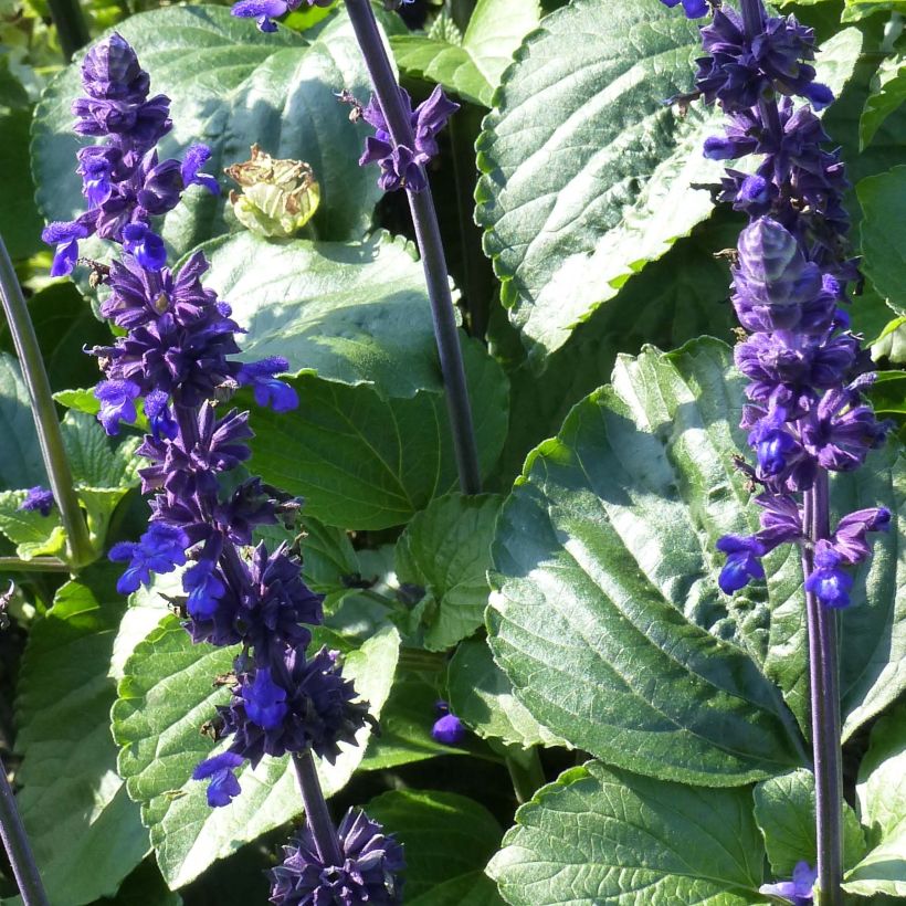 Salvia Big Blue - Salvia arbustiva (Fogliame)