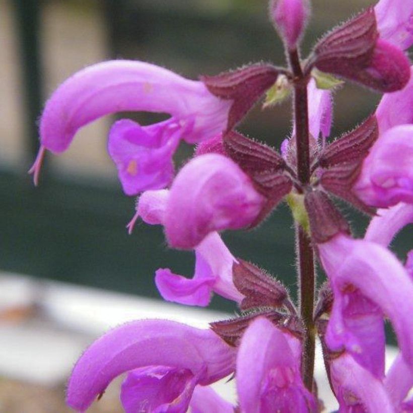 Salvia pratensis Sweet Esmeralda - Salvia dei prati (Fioritura)