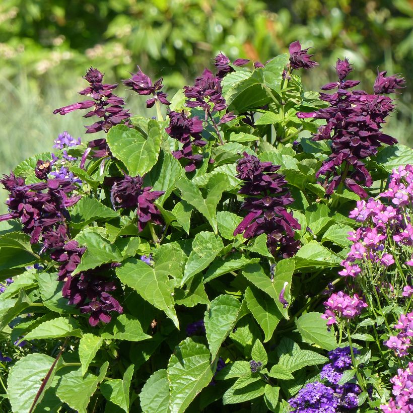 Salvia spendens Gogo Purple - Salvia rossa (Porto)