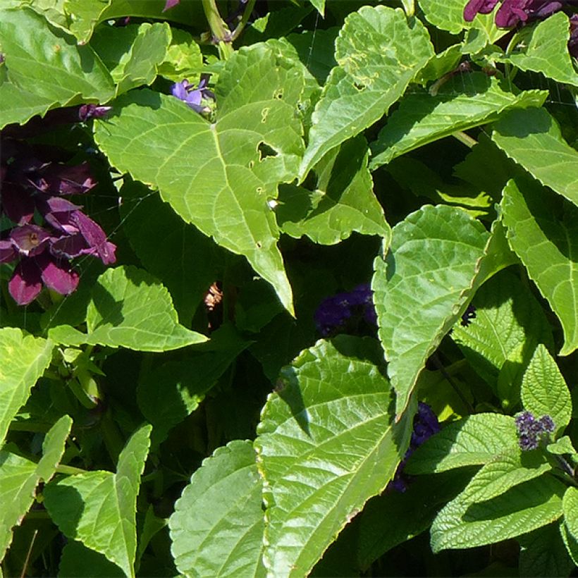 Salvia spendens Gogo Purple - Salvia rossa (Fogliame)