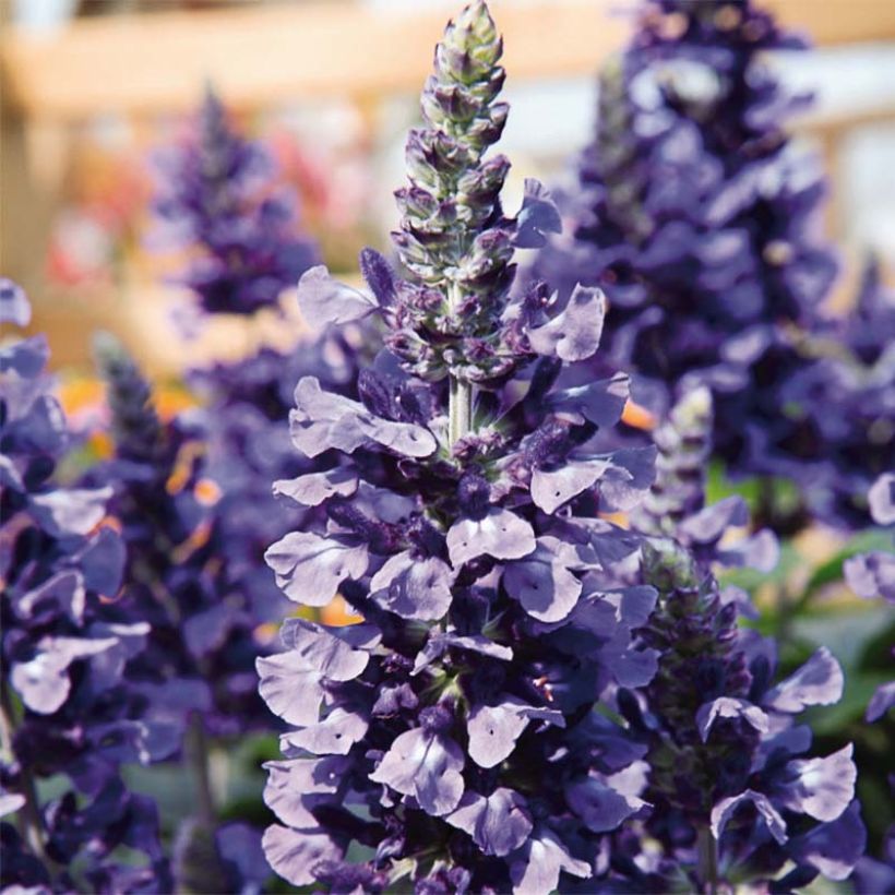 Salvia farinacea Mystic Spires Blue Improved (Fioritura)