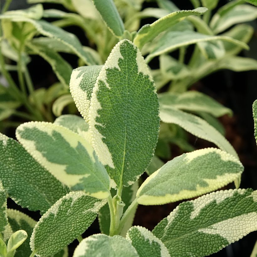 Salvia officinalis Berggarten Variegated - Salvia comune (Fogliame)