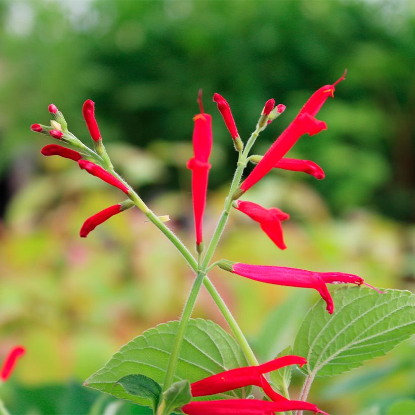 Salvia elegans Golden Delicious - Salvia ananas (Fioritura)