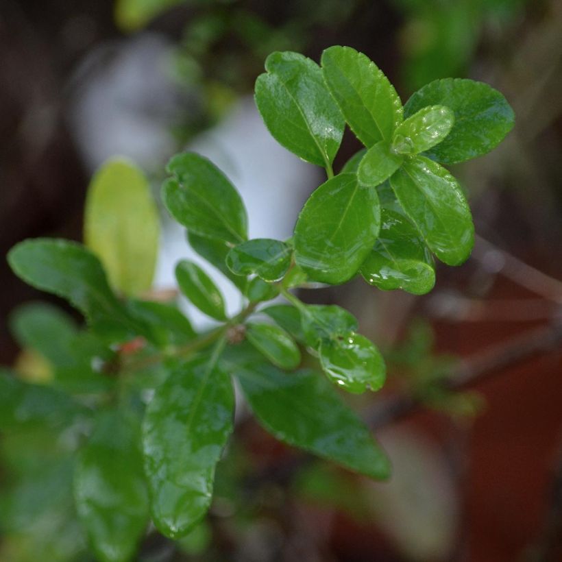 Salvia jamensis Pluenn - Salvia arbustiva (Fogliame)