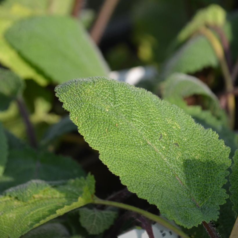 Salvia sclarea Vatican White - Salvia moscatella (Fogliame)