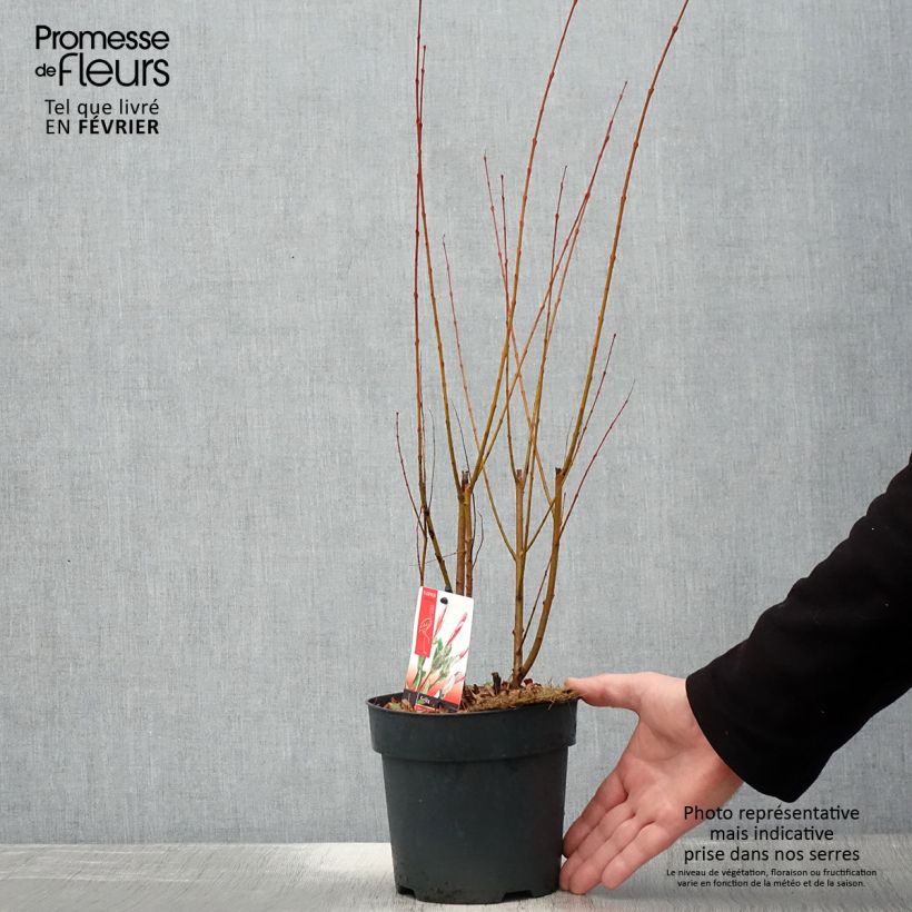 Saule crevette - Salix integra Flamingo Touffe Pot de 2L/3L esemplare consegnato in inverno