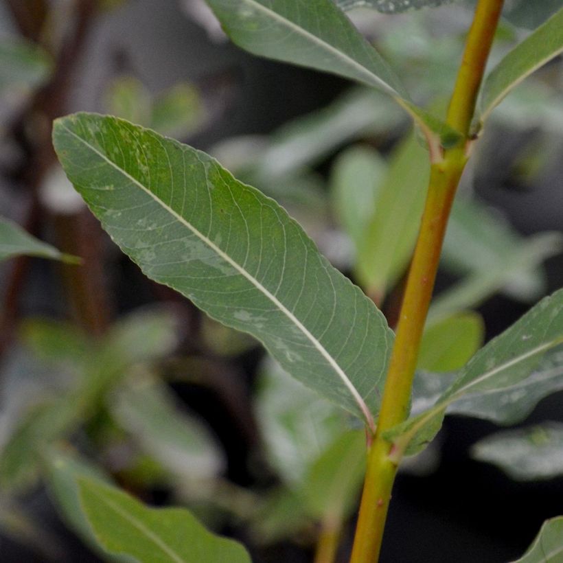 Salix integra Hakuro Nishiki (Fogliame)