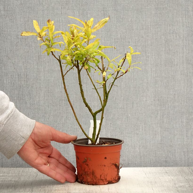 Saule doré -  Salix sachalinensis Golden Sunshine - Pot de 12 cm esemplare consegnato in primavera