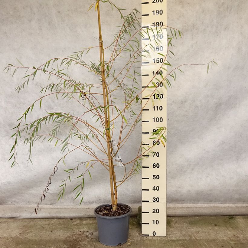 Esemplare di Saule pleureur - Salix alba Tristis en pot de 16.5L come consegnato in autunno