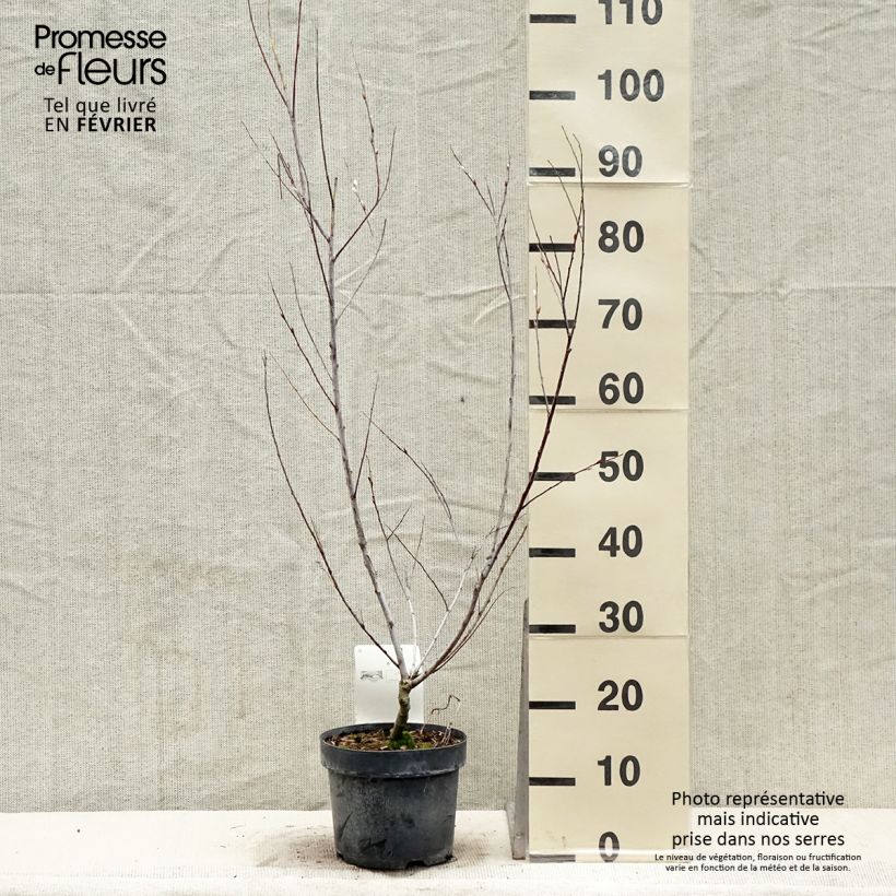 Saule - Salix acutifolia Blue Streak en pot de 3/4L esemplare consegnato in inverno