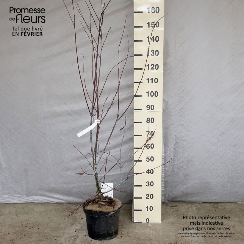 Saule - Salix acutifolia Blue Streak en pot de 7,5l/10l esemplare consegnato in inverno