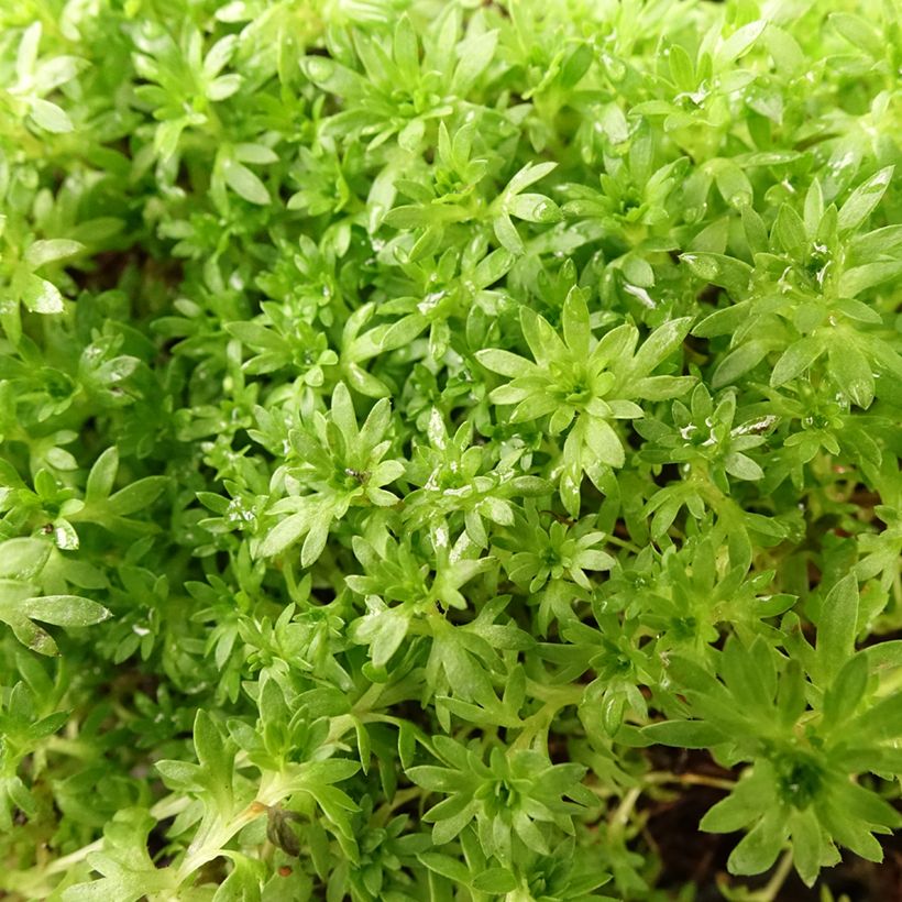 Saxifraga arendsii Compactum - Sassifraga (Fogliame)