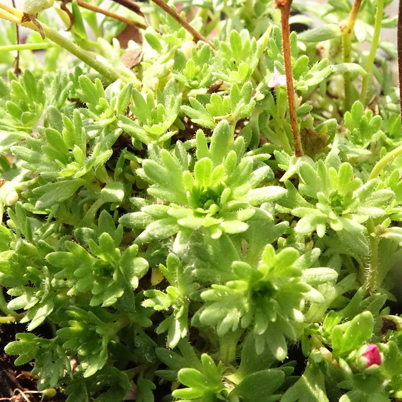 Saxifraga arendsii Purpurteppich - Sassifraga (Fogliame)