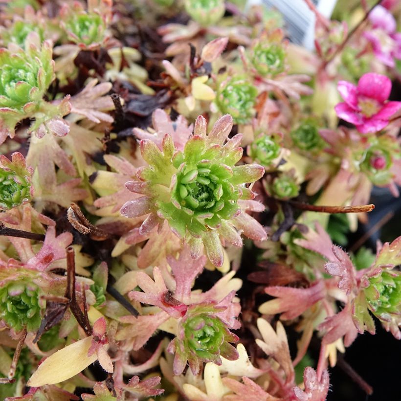 Saxifraga arendsii Ware's Crimson - Sassifraga (Fogliame)